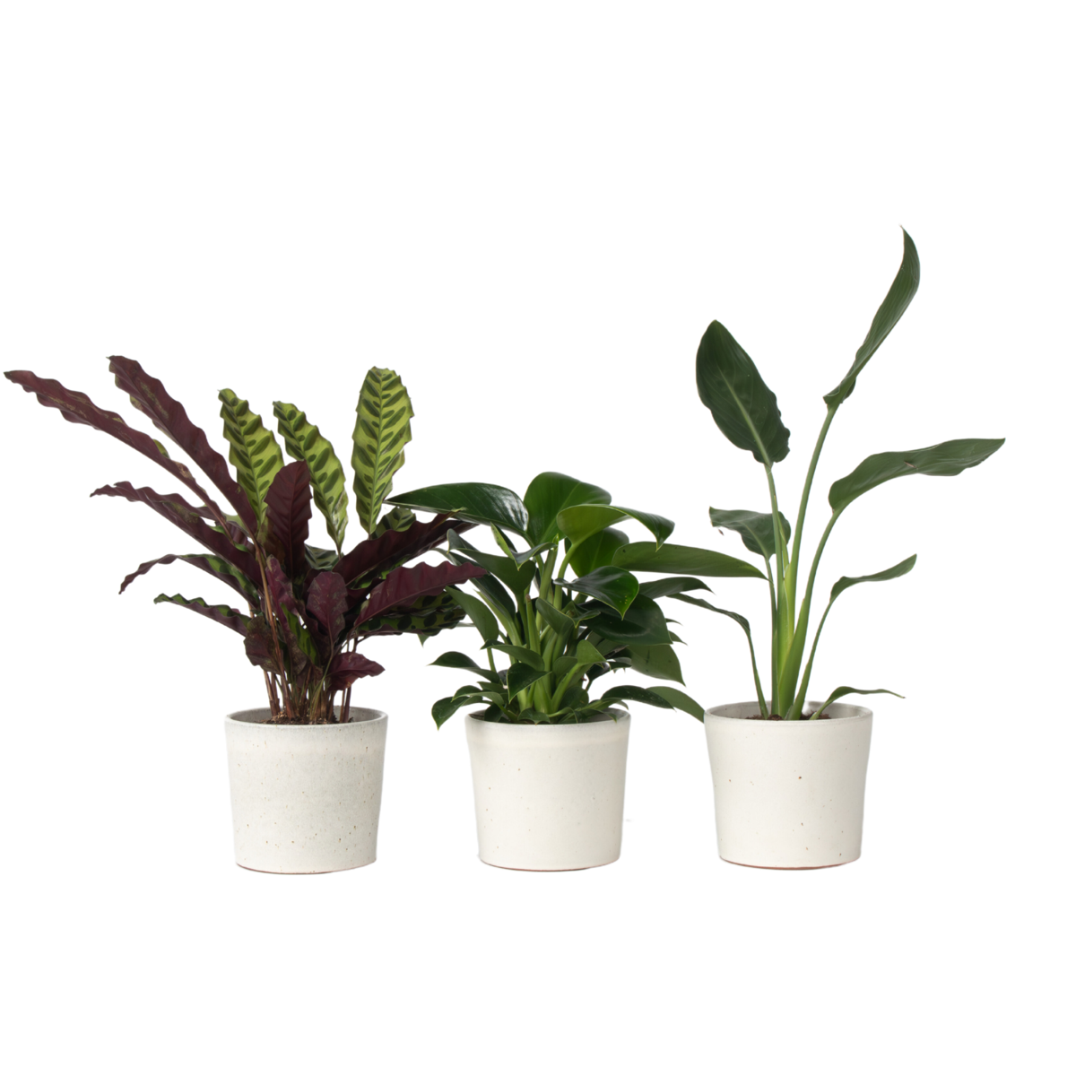 Mélange de plantes vertes d'intérieur - Set de 3 - Hauteur 25-40cm - ⌀12cm