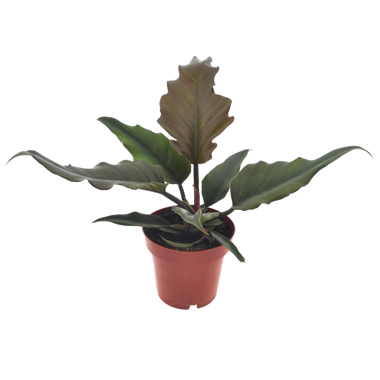 Plante verte - Philodendron 'Caramel' - Hauteur 25-35cm - ⌀12cm