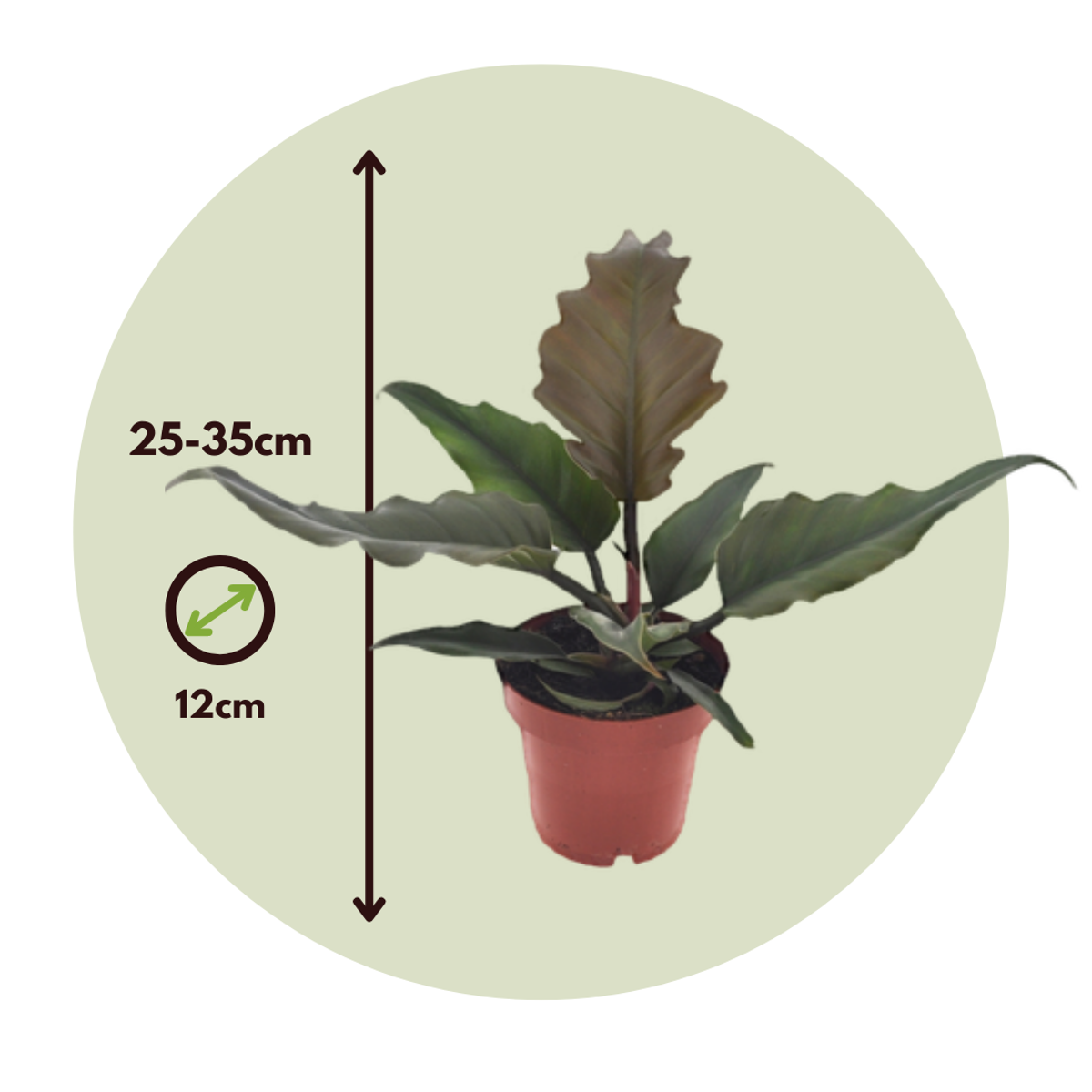 Plante verte - Philodendron 'Caramel' - Hauteur 25-35cm - ⌀12cm