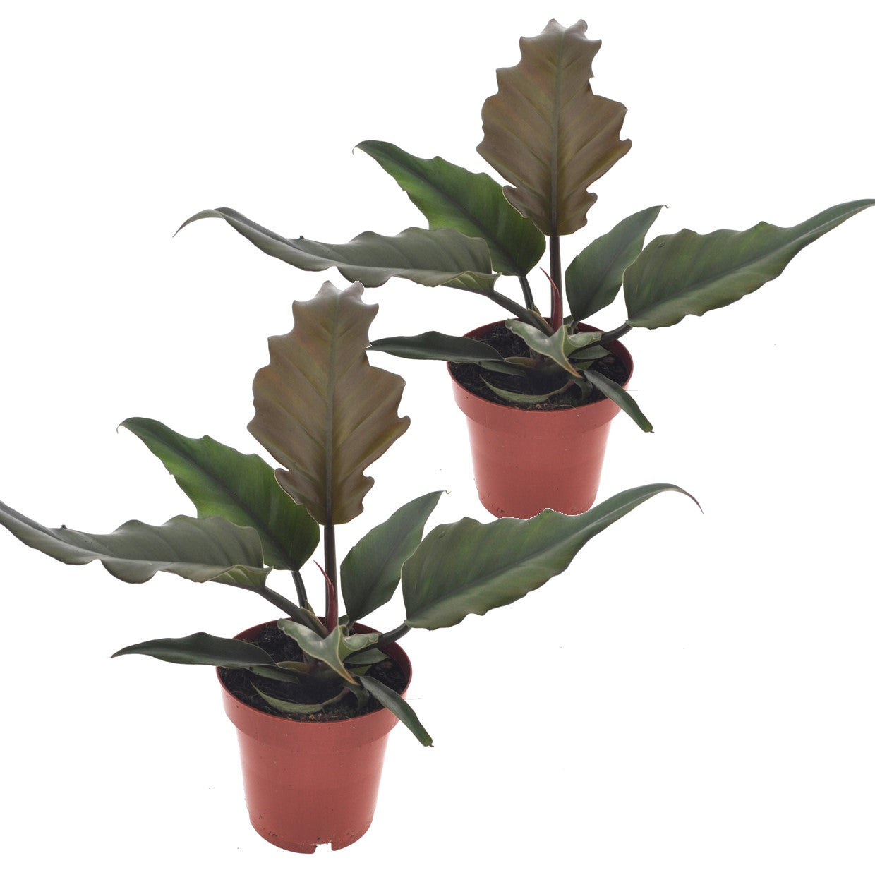 Plante verte - Set de 2 - Philodendron 'Caramel' - Hauteur 25-35cm - ⌀12cm