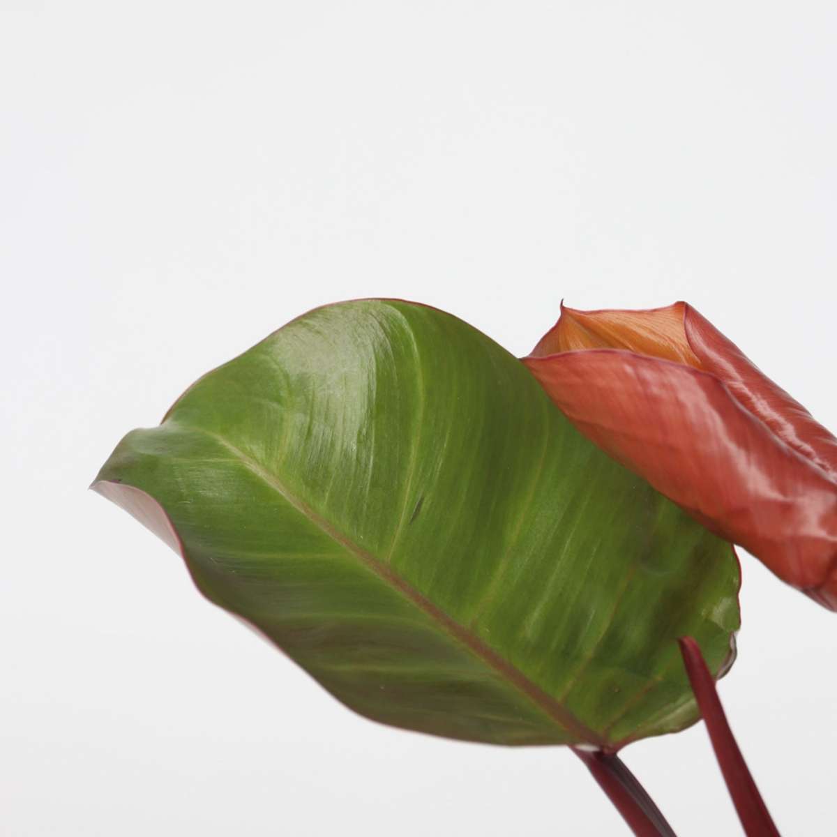 Plante verte - Philodendron 'Sun Light' - Hauteur 20-30cm - ⌀12cm