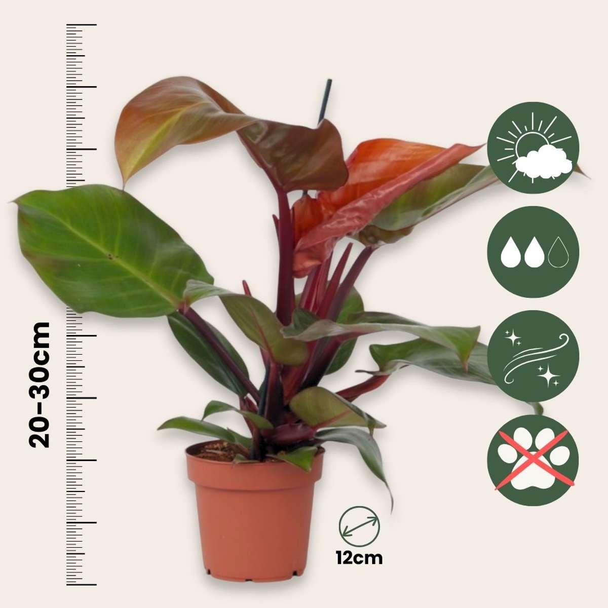 Plante verte - Philodendron 'Sun Light' - Hauteur 20-30cm - ⌀12cm