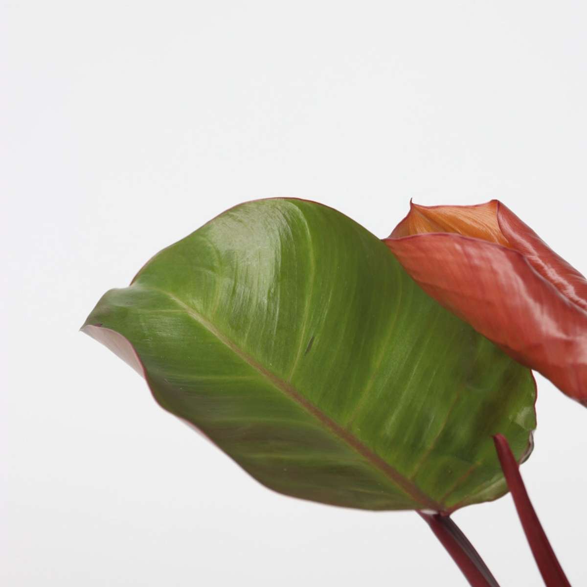 Plante verte - Set de 2 - Philodendron 'Sun Light' - Hauteur 20-30cm - ⌀12cm