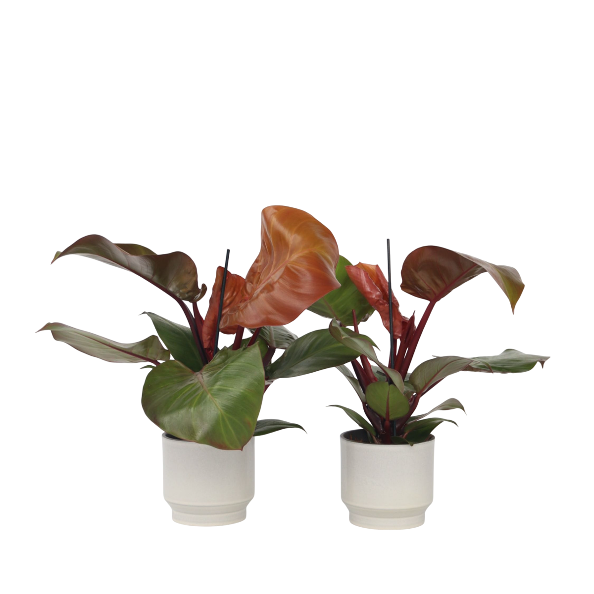Plante verte - Set de 2 - Philodendron 'Sun Light' - Hauteur 20-30cm - ⌀12cm