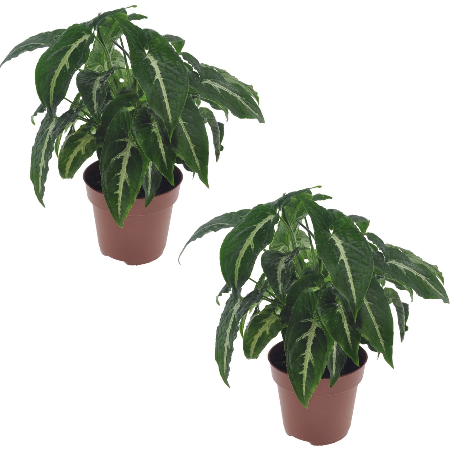 Patte-d'oie - Set de 2 - Syngonium 'Wendlandii' - Hauteur 20-30cm - ⌀12cm - TD Plantz