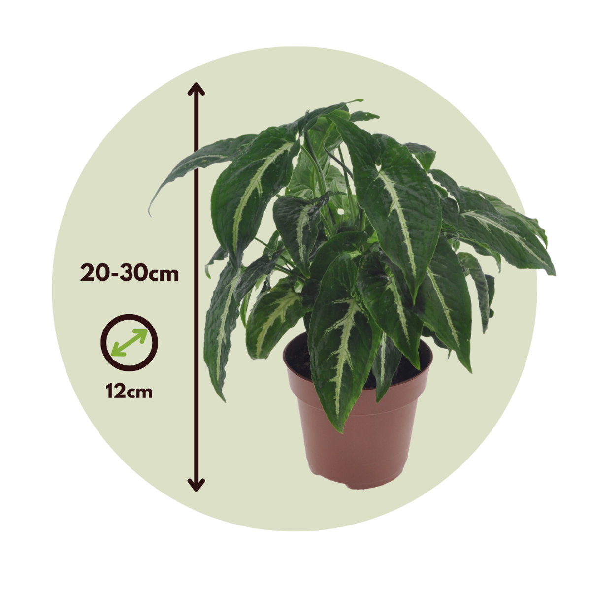 Patte-d'oie - Set de 2 - Syngonium 'Wendlandii' - Hauteur 20-30cm - ⌀12cm - TD Plantz