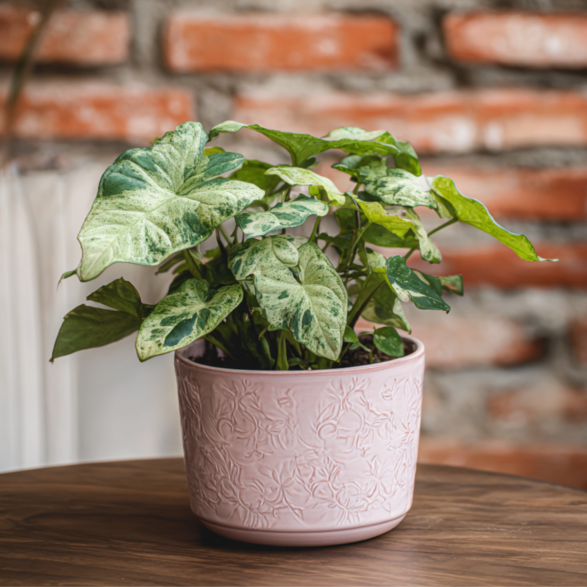Patte-d'oie - Syngonium 'Milk Confetti' - Hauteur 20-30cm - ⌀12cm