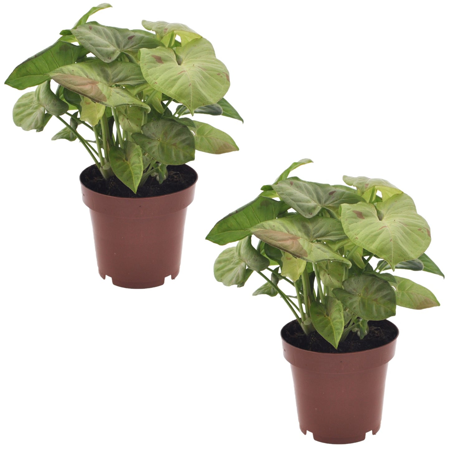 Patte-d'oie - Set de 2 - Syngonium 'Milk Confetti' - Hauteur 20-30cm - ⌀12cm