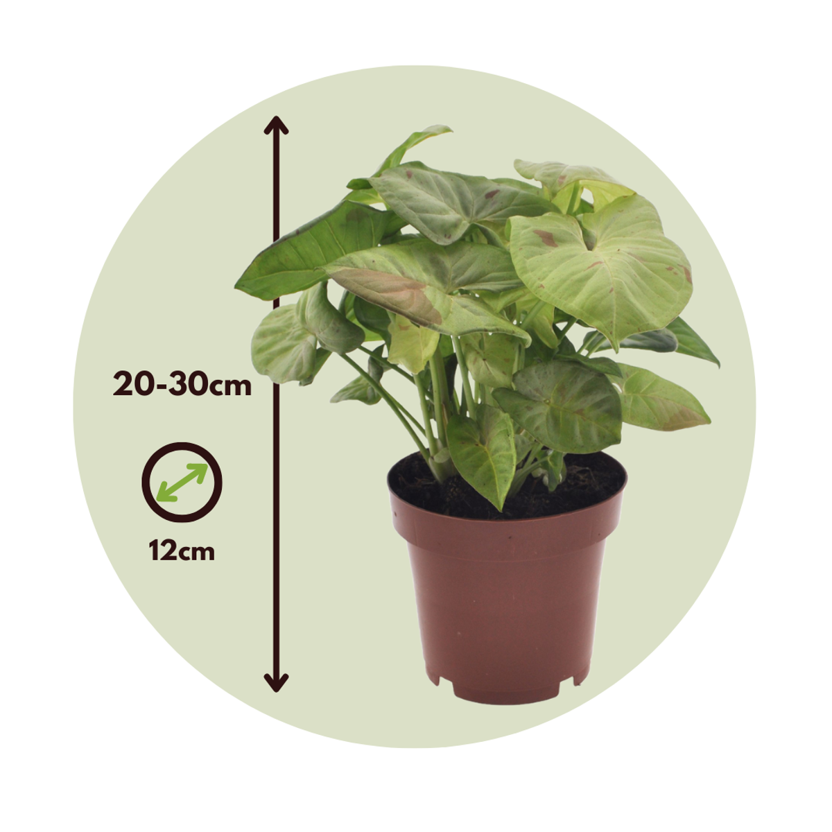 Patte-d'oie - Set de 2 - Syngonium 'Milk Confetti' - Hauteur 20-30cm - ⌀12cm