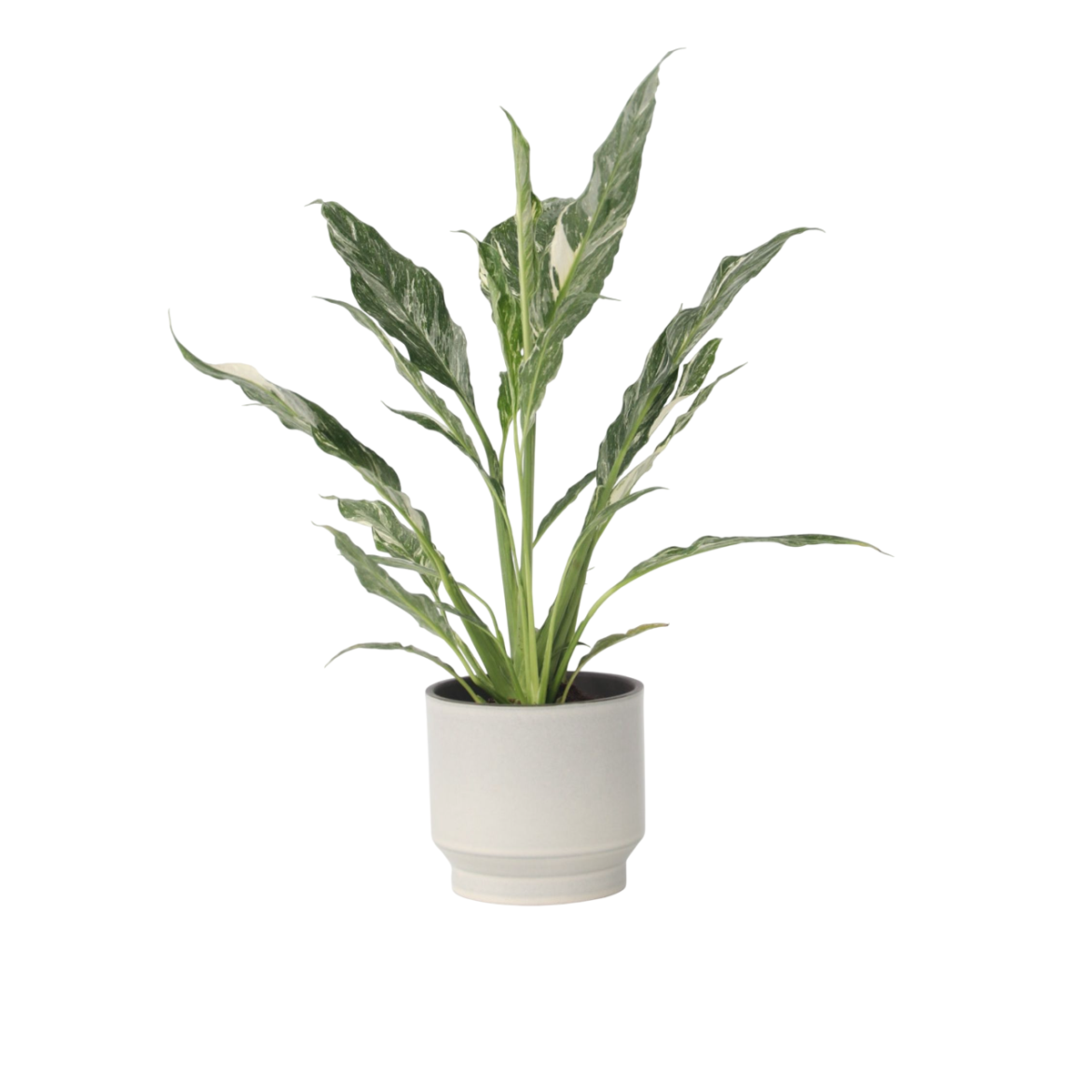 Peace lilly - Spathiphyllum 'Diamond' - Height 40-50cm - ⌀12cm
