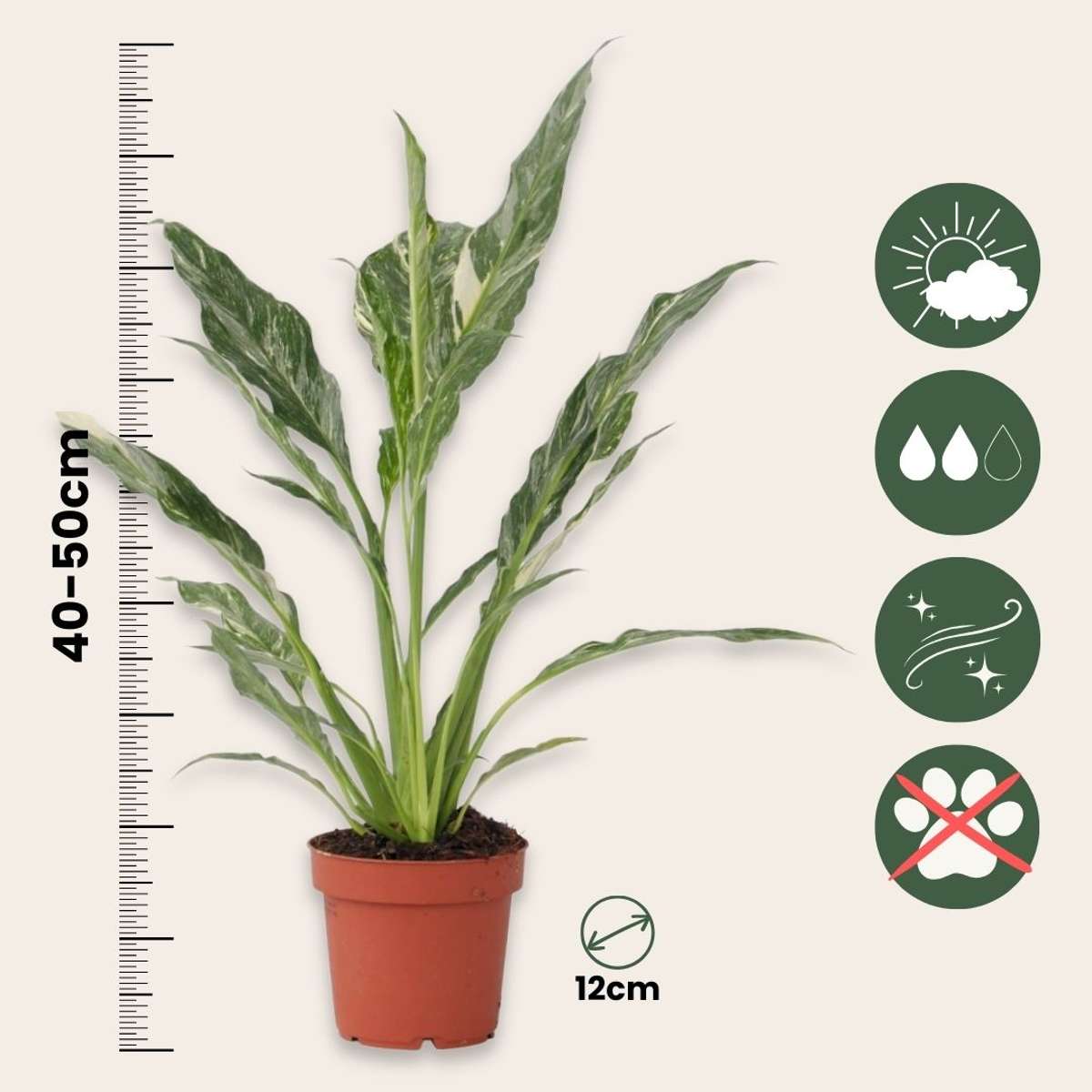 Fleur de lune - Spathiphyllum 'Diamond' - Hauteur 40-50cm - ⌀12cm