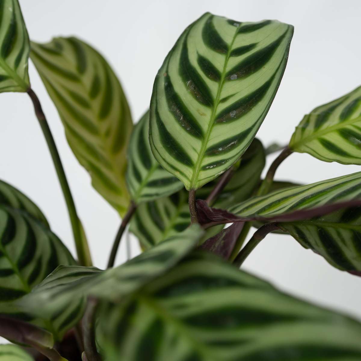 Plante Dormeuse - Set de 2 - Ctenanthe 'Amagris' - Hauteur 20-30cm - ⌀12cm
