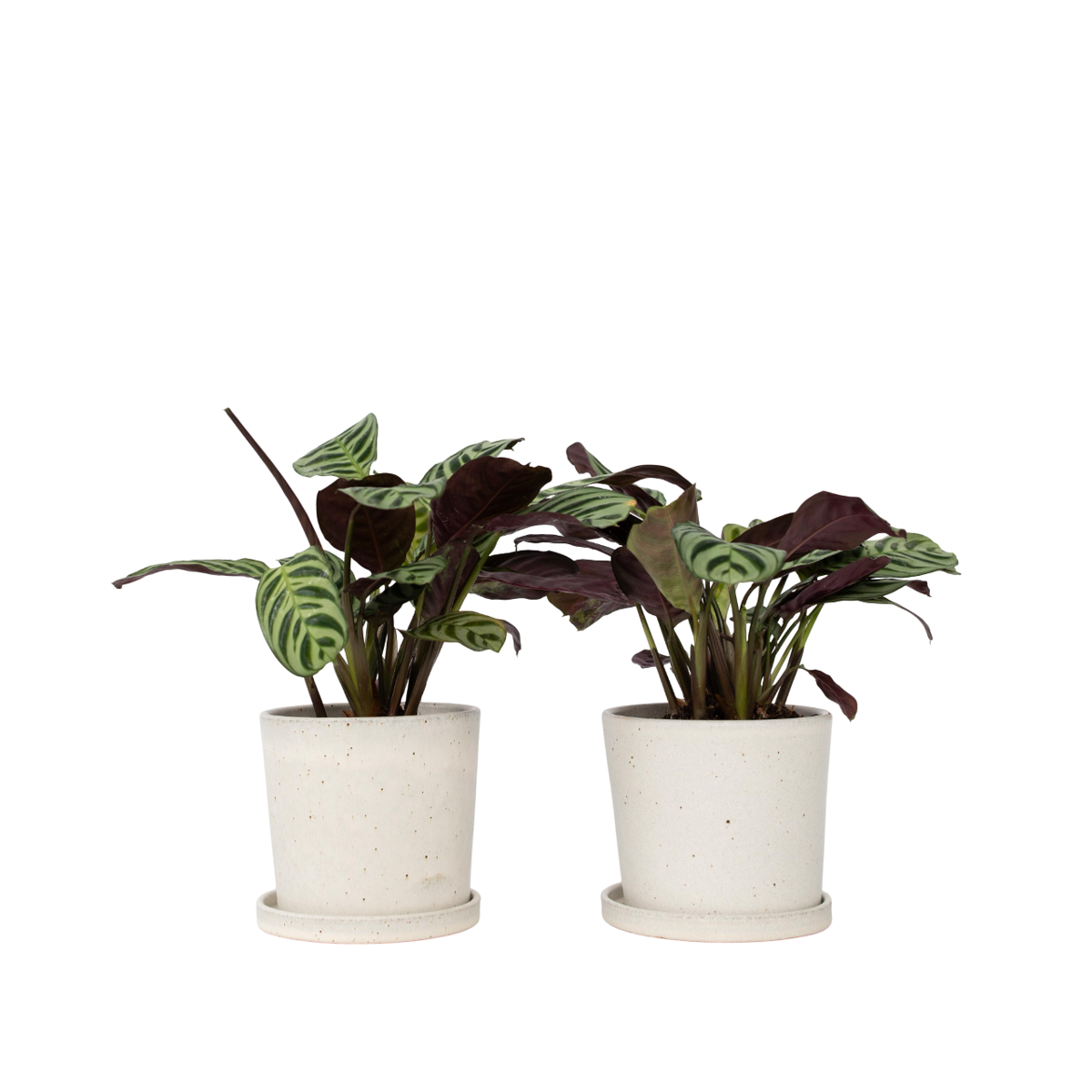 Plante Dormeuse - Set de 2 - Ctenanthe 'Amagris' - Hauteur 20-30cm - ⌀12cm