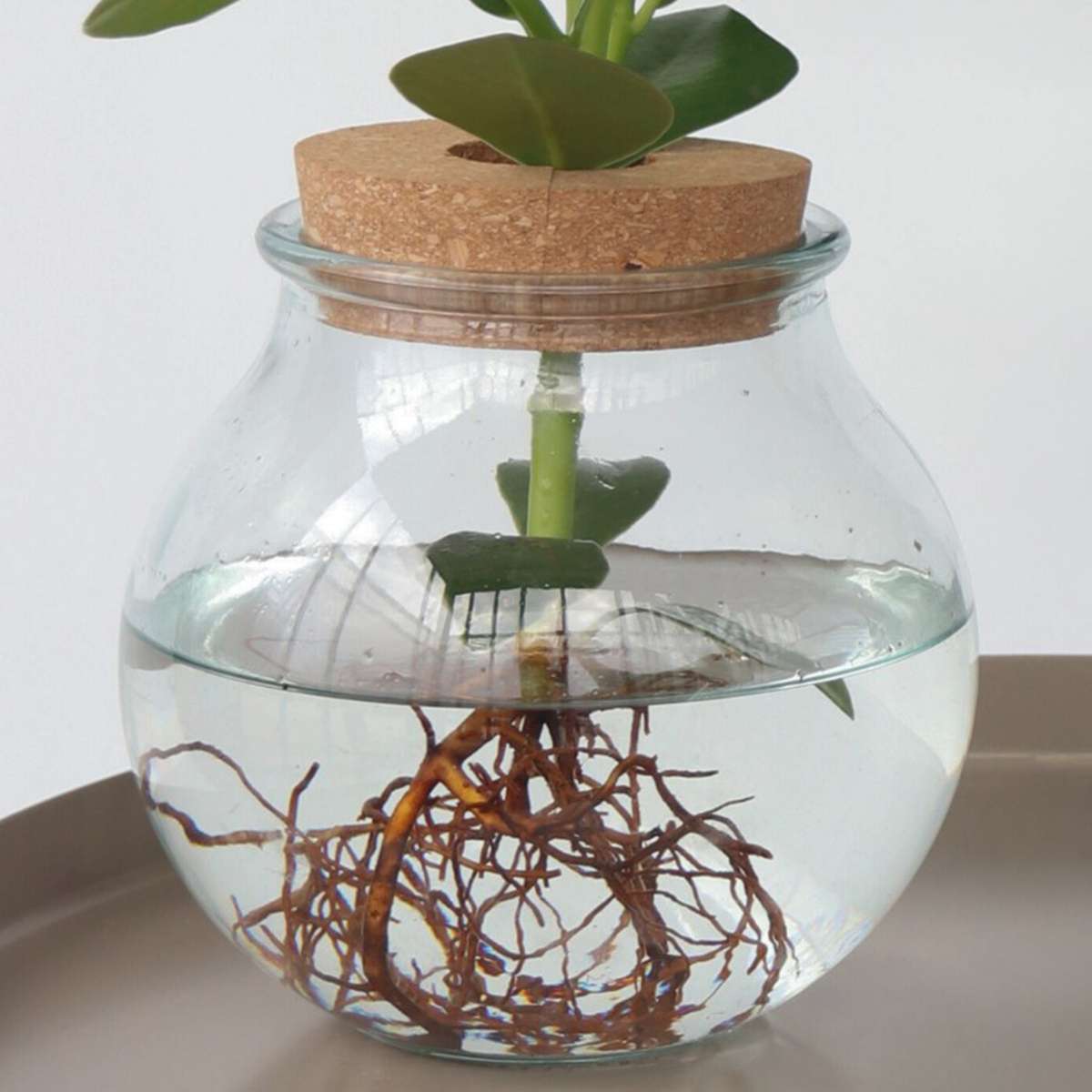 Clusia en verre - Clusia rosea 'Princess' - Hauteur 25-35cm - ⌀20cm