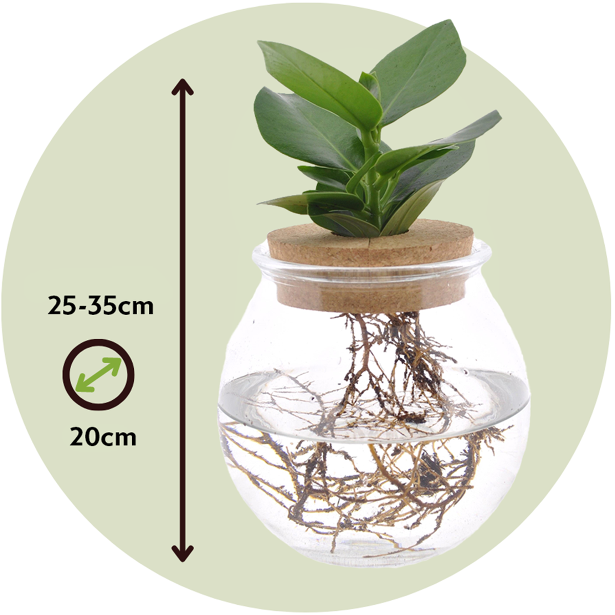 Autograph tree - Clusia rosea 'Princess' - Height 25-35cm - ⌀20cm