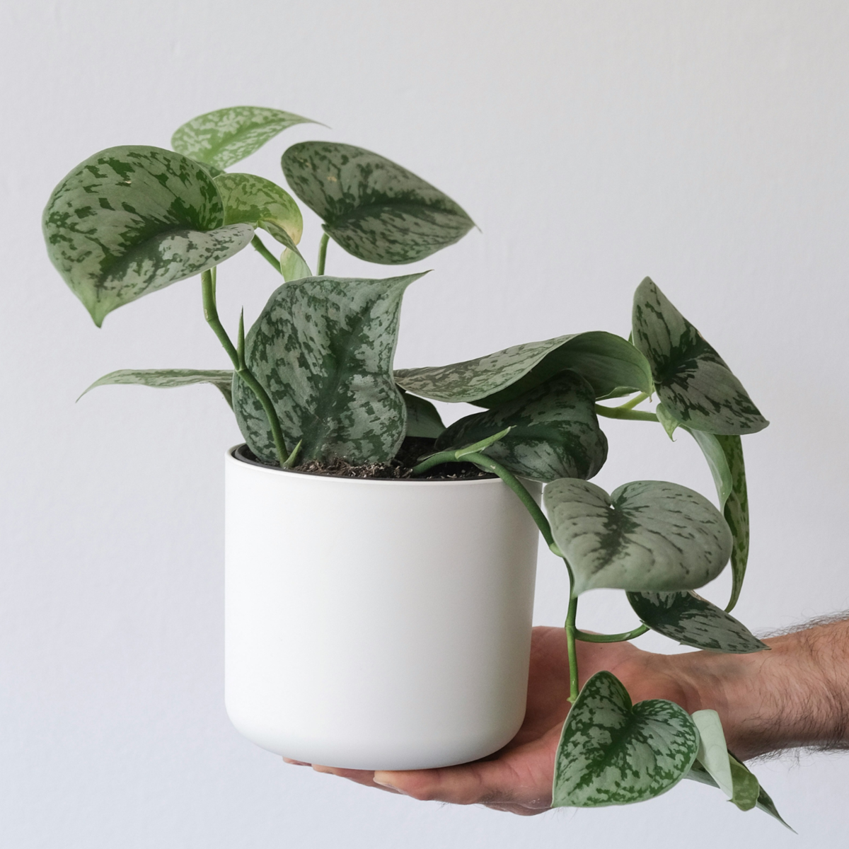 Mélange de Pothos - Set de 3 - Philodendron, Epipremnum - H25-40cm - ⌀12cm