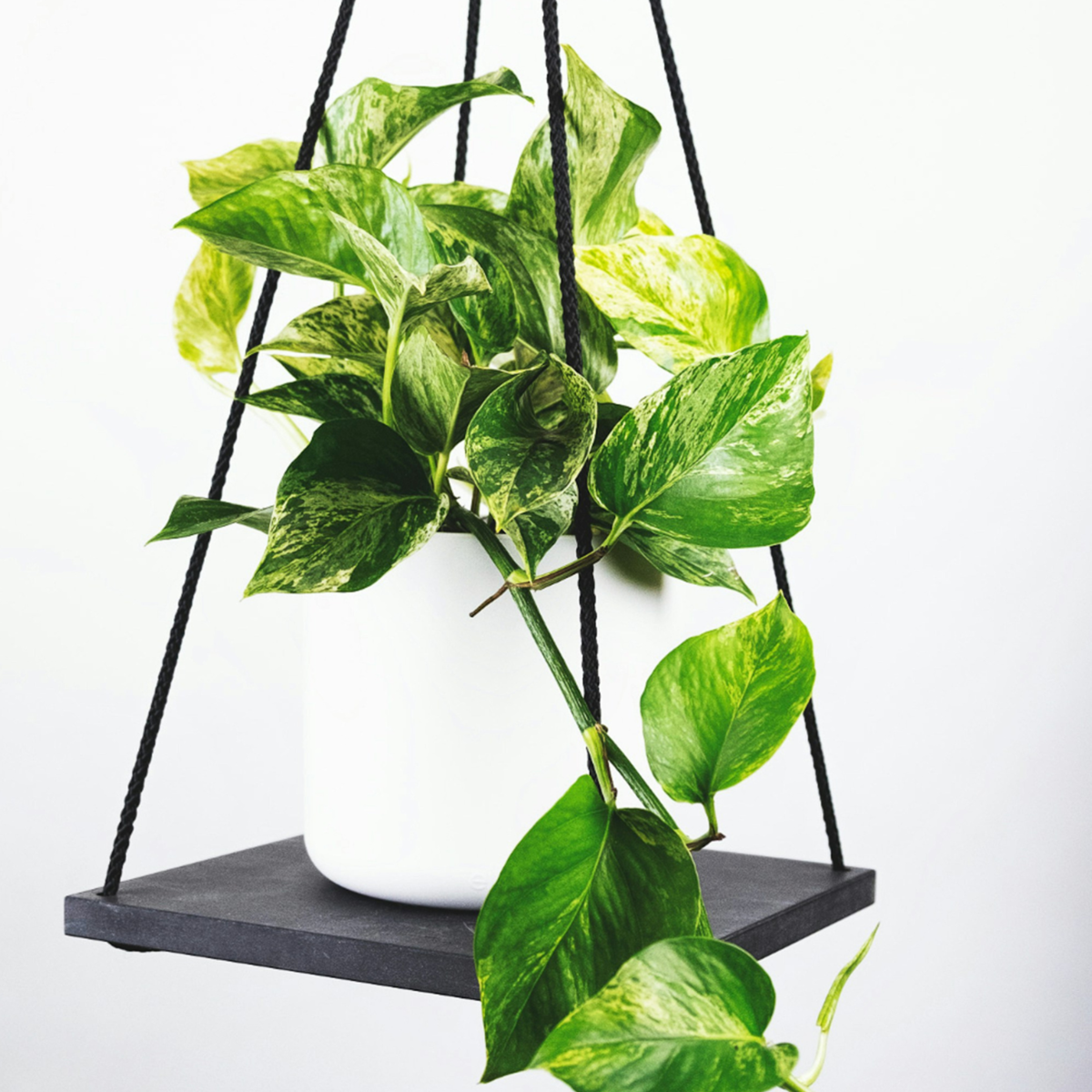 Mélange de Pothos - Set de 3 - Philodendron, Epipremnum - H25-40cm - ⌀12cm