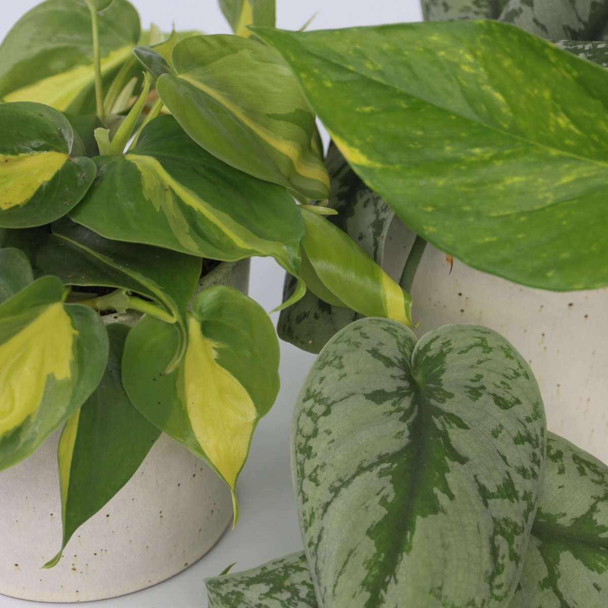 Mélange de Pothos - Set de 3 - Philodendron, Epipremnum - H25-40cm - ⌀12cm
