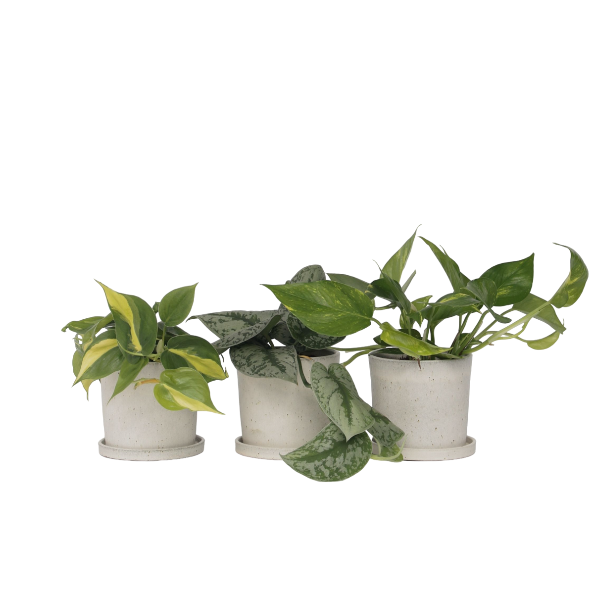 Mélange de Pothos - Set de 3 - Philodendron, Epipremnum - H25-40cm - ⌀12cm