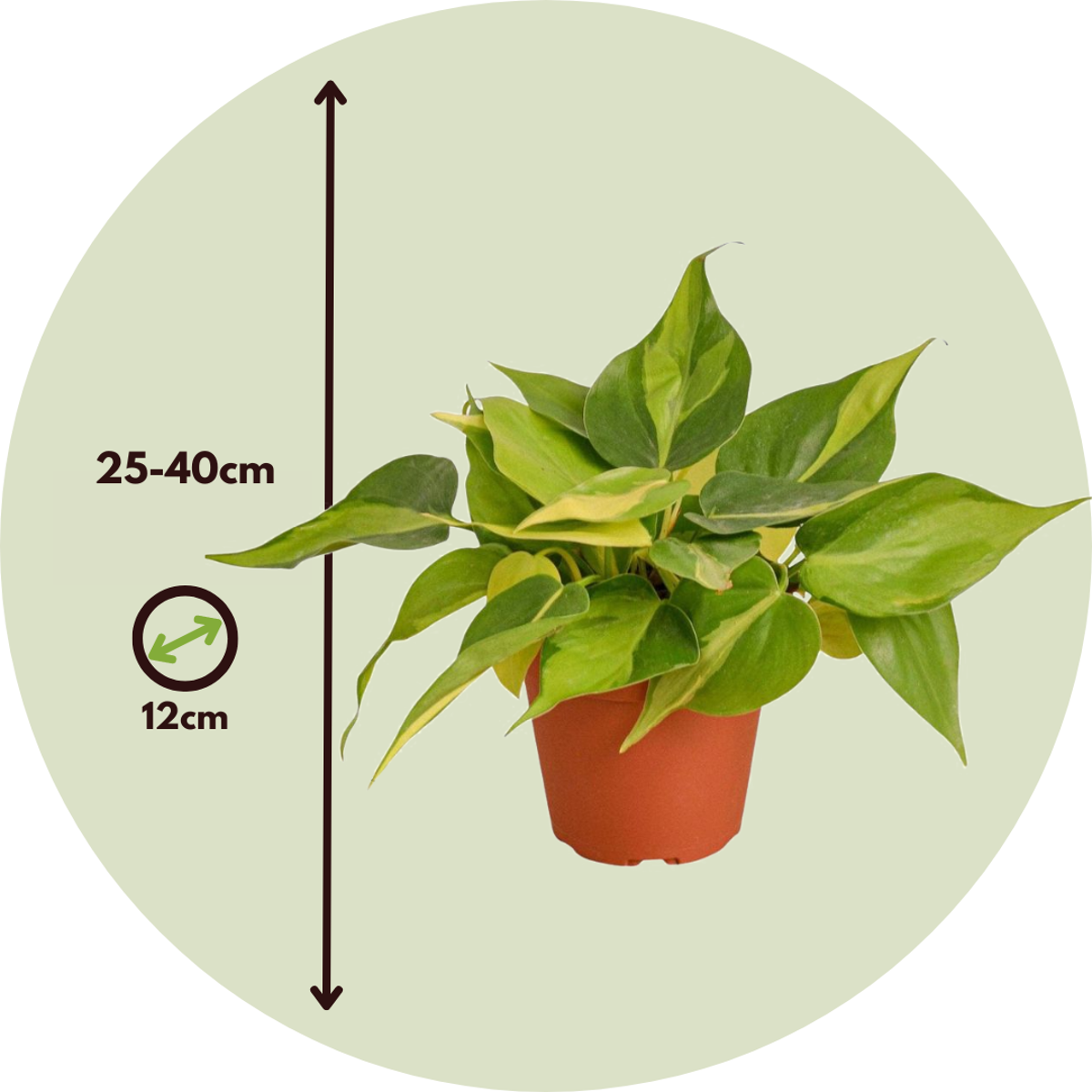 Mélange de Pothos - Set de 3 - Philodendron, Epipremnum - H25-40cm - ⌀12cm