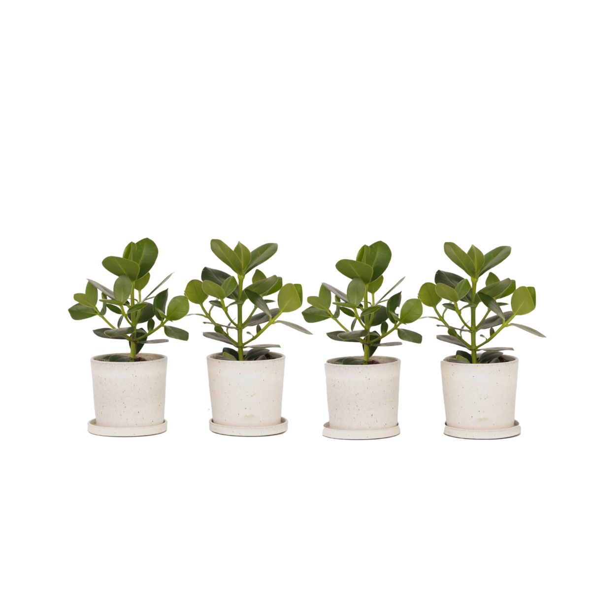 Autograph tree - 4 pcs. - Clusia rosea 'Princess' - Height 25-35cm - ⌀12cm