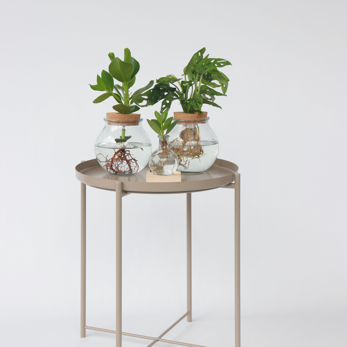 Avec éclairage LED - Clusia rosea 'Princess' - Hauteur 15-20cm - ⌀8cm