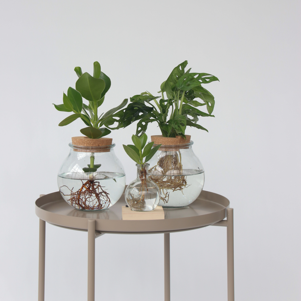 Avec éclairage LED - Clusia rosea 'Princess' - Hauteur 15-20cm - ⌀8cm