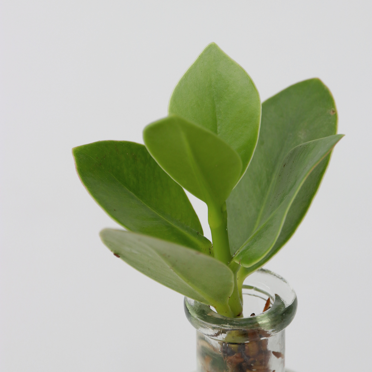 Autograph tree - Clusia rosea 'Princess' - Height 15-20cm - ⌀8cm