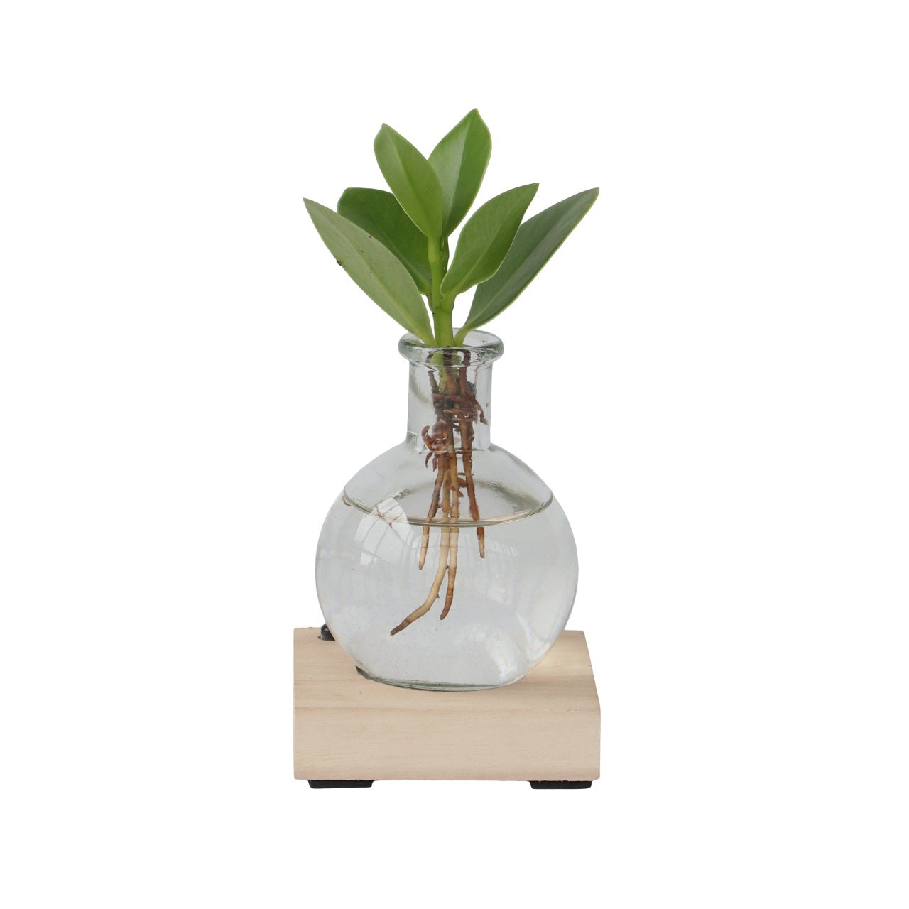 Autograph tree - Clusia rosea 'Princess' - Height 15-20cm - ⌀8cm