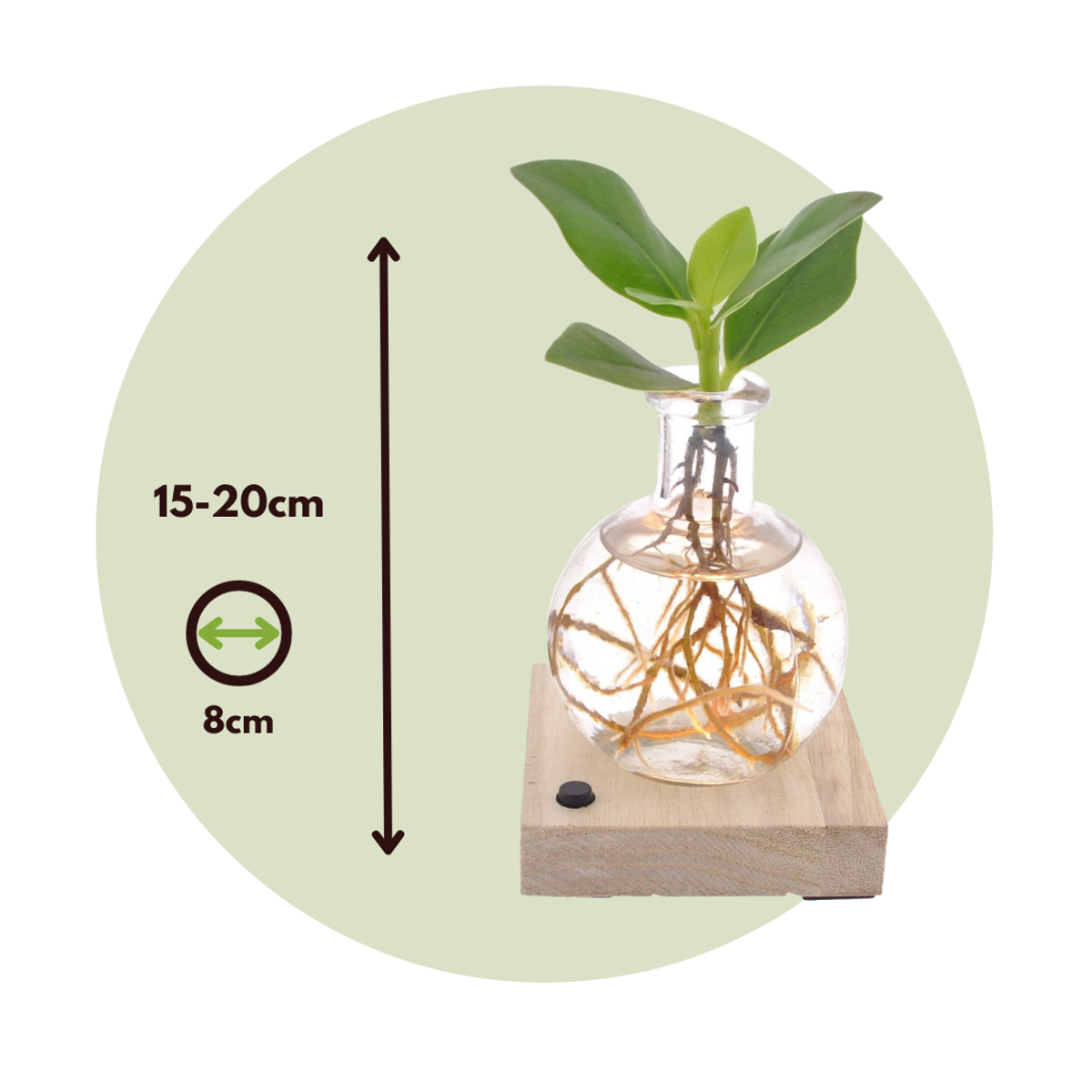 Autograph tree - Clusia rosea 'Princess' - Height 15-20cm - ⌀8cm