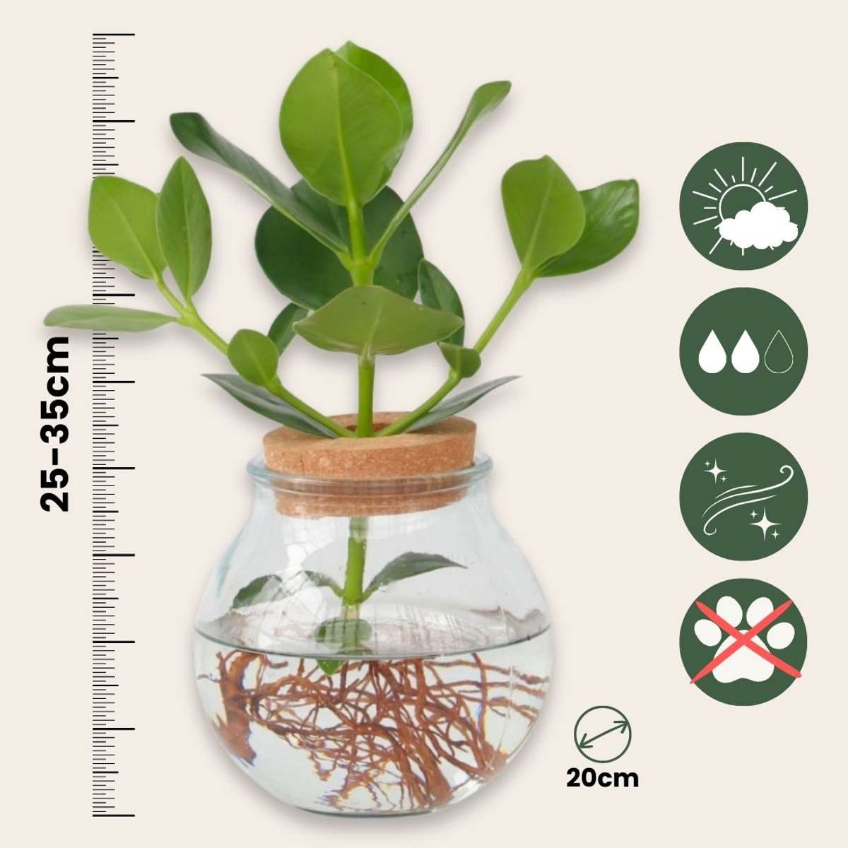 Mélange de plantes en verre - Set de 2 - Clusia, Monstera - H15-35cm - ⌀20cm