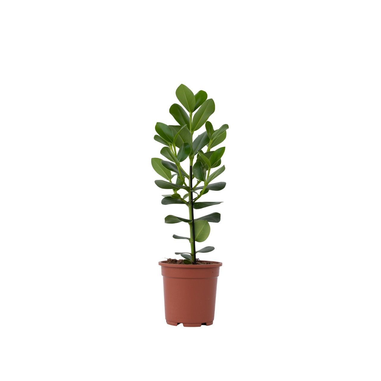 Autograph tree - Clusia rosea 'Princess' - Height 50-60cm - ⌀17cm