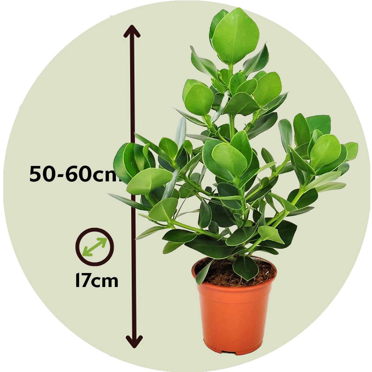 Autograph tree - 2 pcs. - Clusia rosea 'Princess' - Height 50-60cm - ⌀17cm