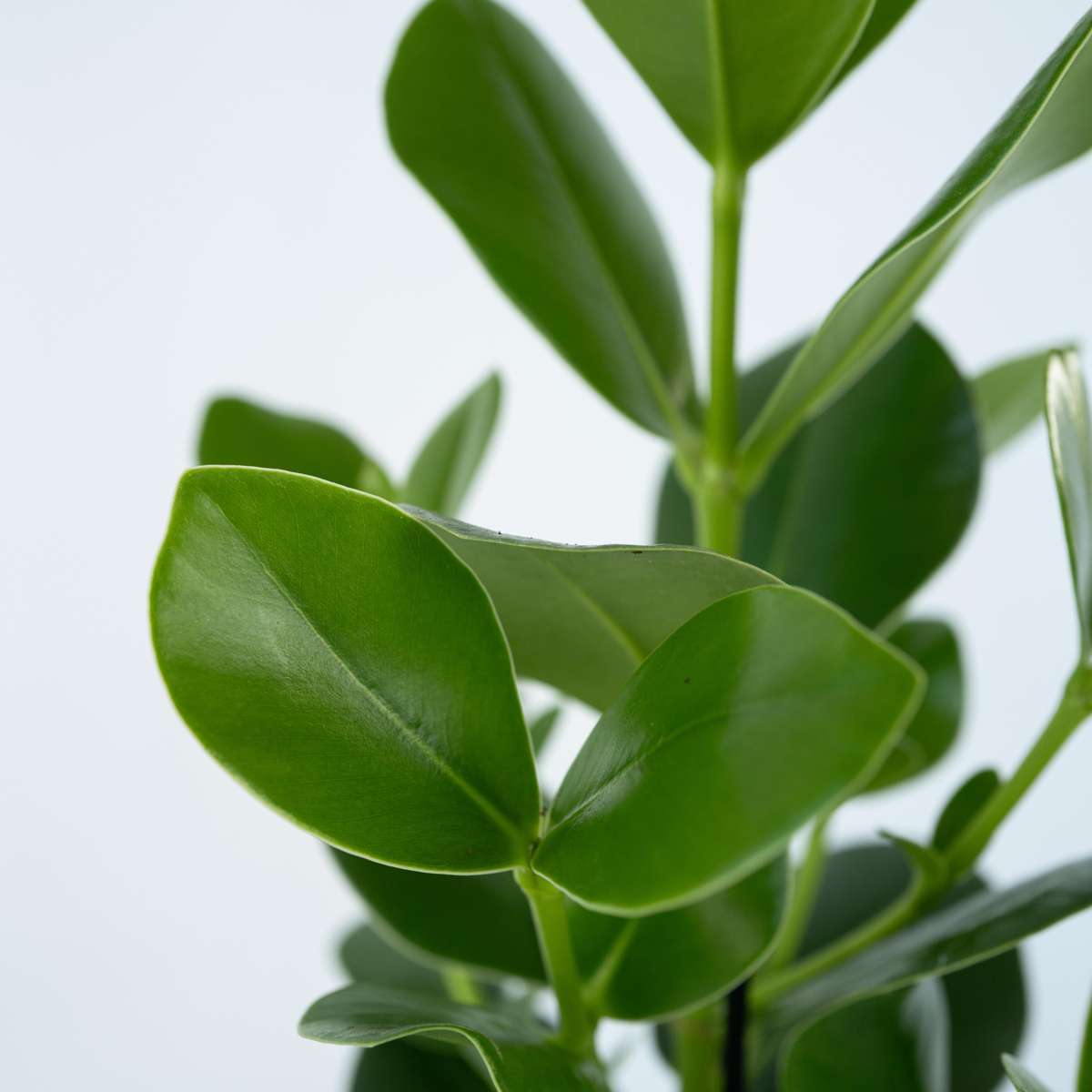 Autograph tree - 2 pcs. - Clusia rosea 'Princess' - Height 50-60cm - ⌀17cm