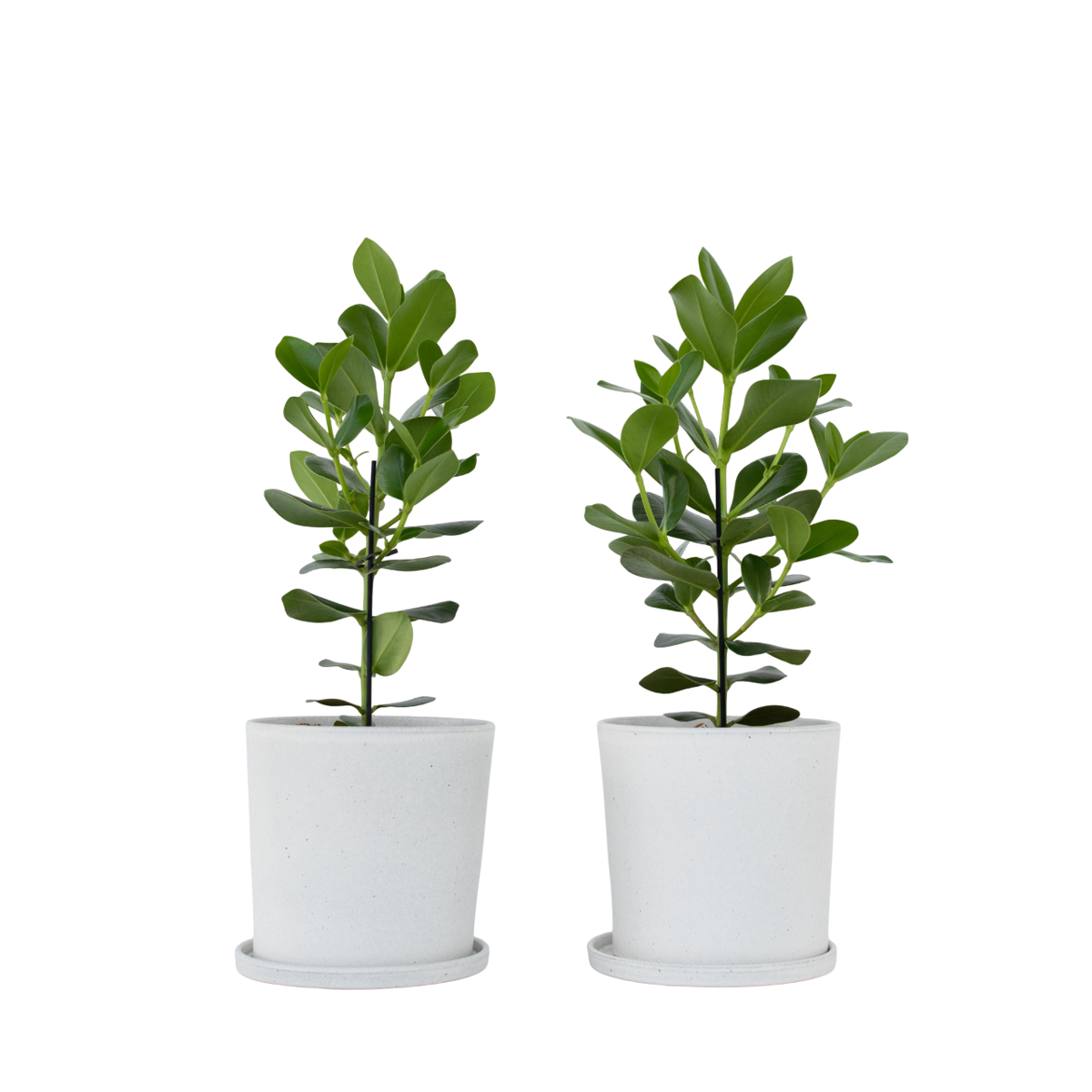 Pommier baumier - Set de 2 - Clusia rosea 'Princess' - Hauteur 50-60cm - ⌀17cm