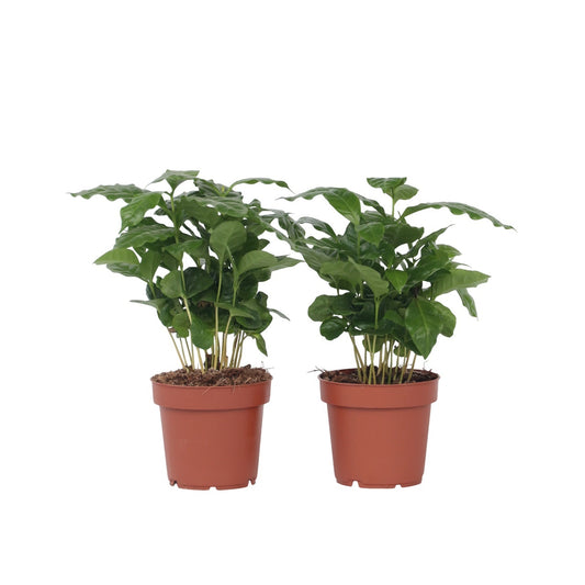 Caféier - Set de 2 - Coffea arabica - Hauteur 25-40cm - ⌀12cm