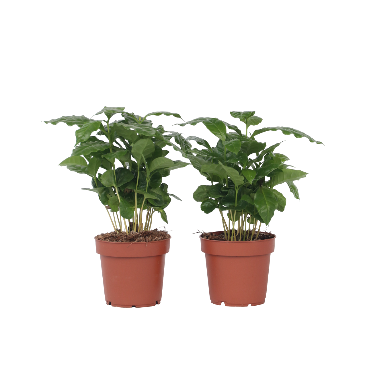 Caféier - Set de 4 - Coffea arabica - Hauteur 25-40cm - ⌀12cm