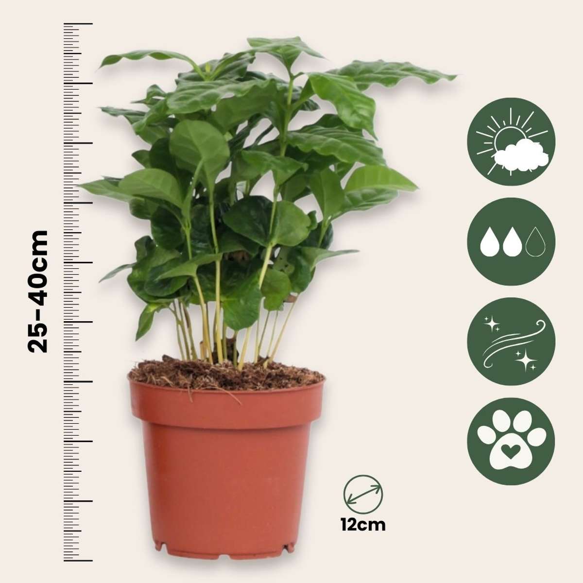 Caféier - Set de 4 - Coffea arabica - Hauteur 25-40cm - ⌀12cm