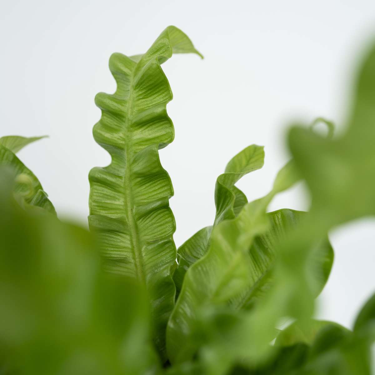 Fougère nid d'oiseau - Asplenium nidus 'Crispy Wave' - Hauteur 25-40cm - ⌀12cm