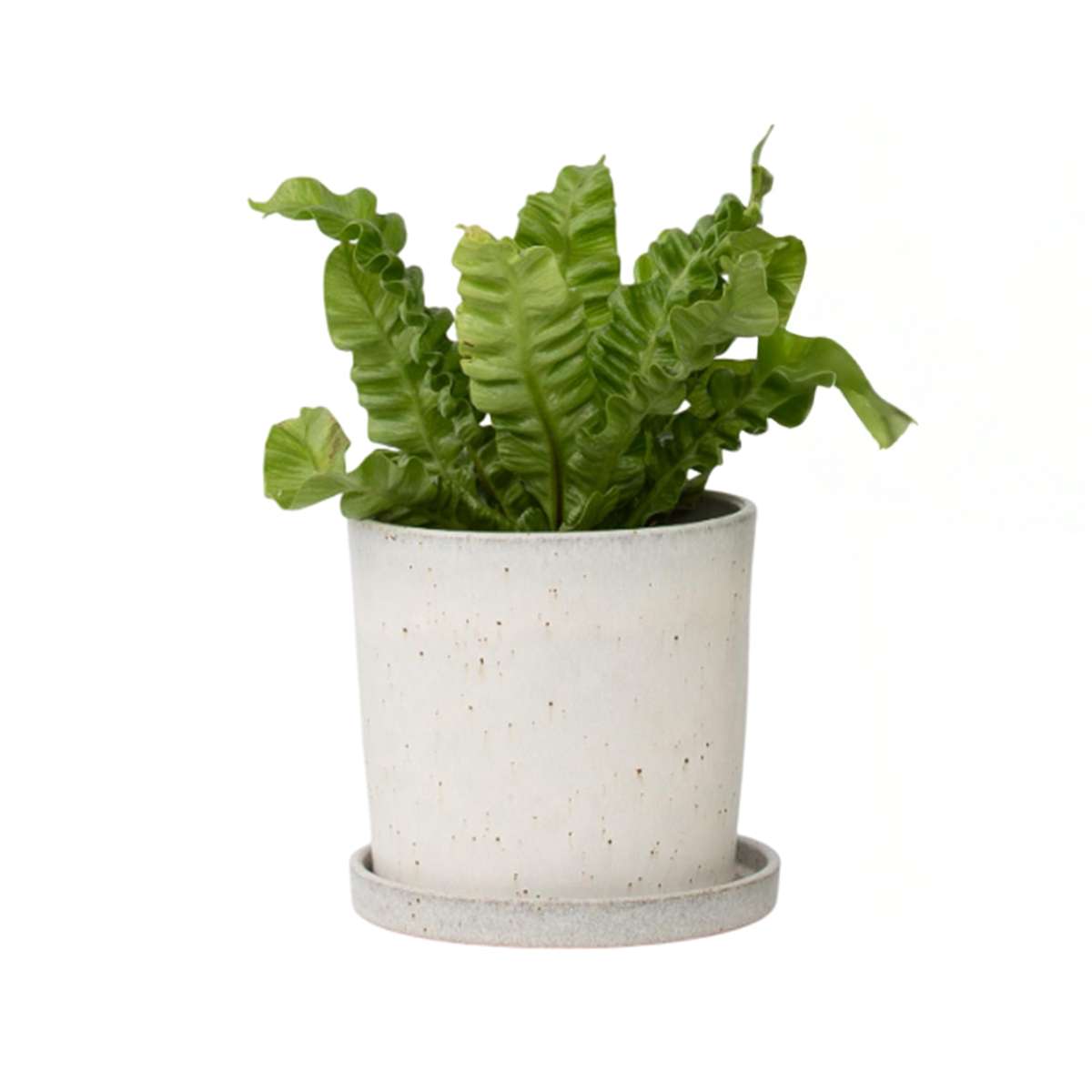 Fougère nid d'oiseau - Asplenium nidus 'Crispy Wave' - Hauteur 25-40cm - ⌀12cm