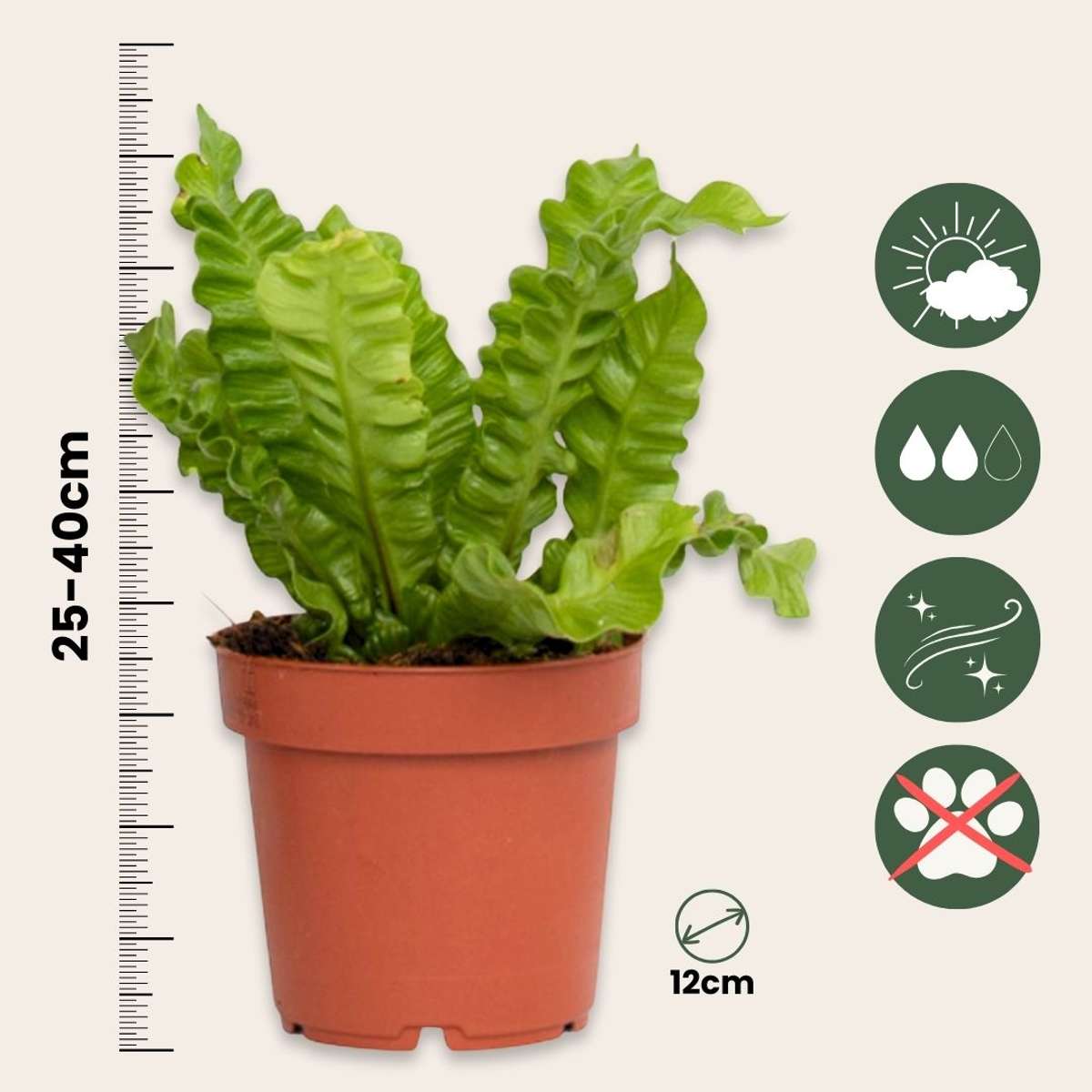 Fougère nid d'oiseau - Asplenium nidus 'Crispy Wave' - Hauteur 25-40cm - ⌀12cm