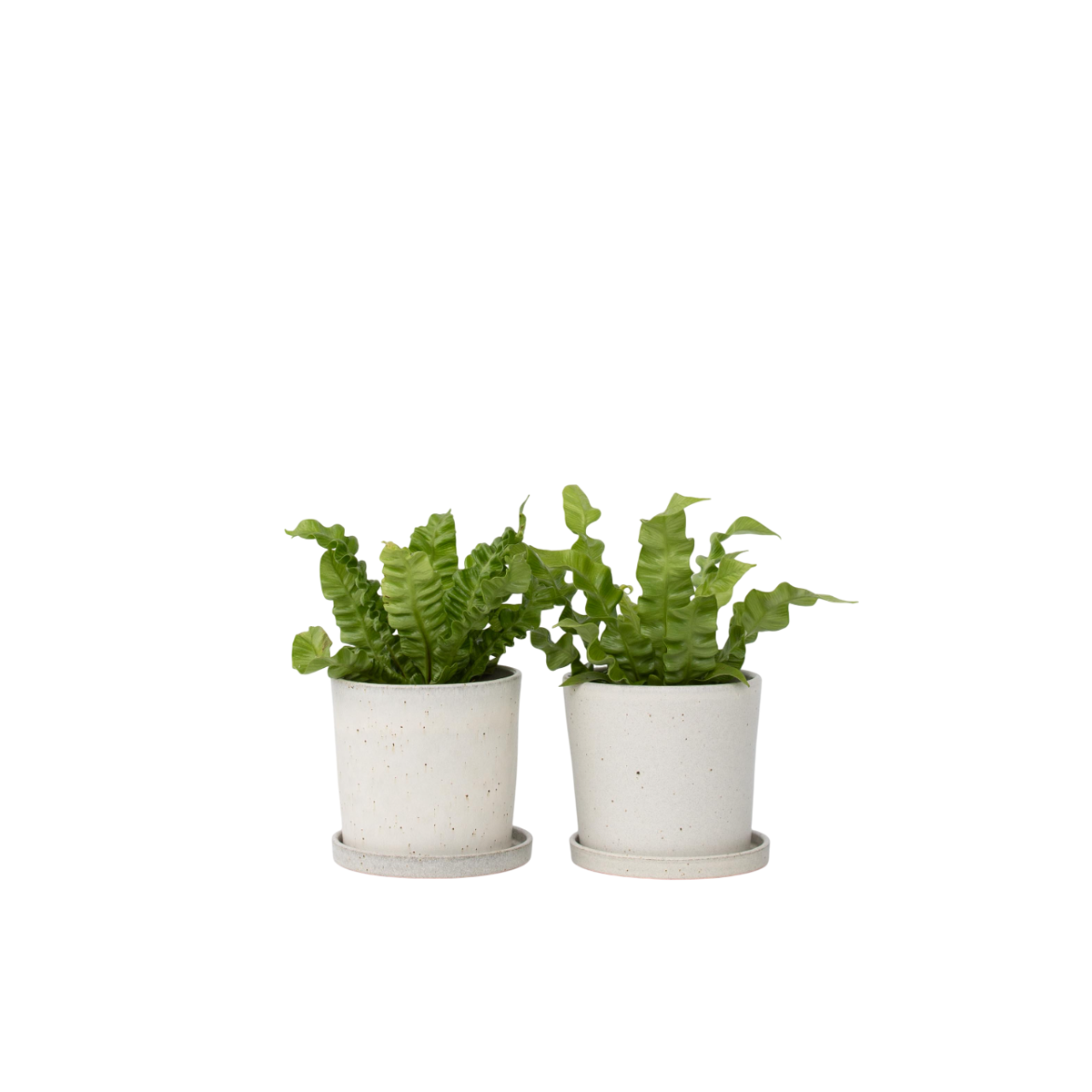 Fougère nid d'oiseau - Set de 2 - Asplenium 'Crispy Wave' - H25-40cm - ⌀12cm