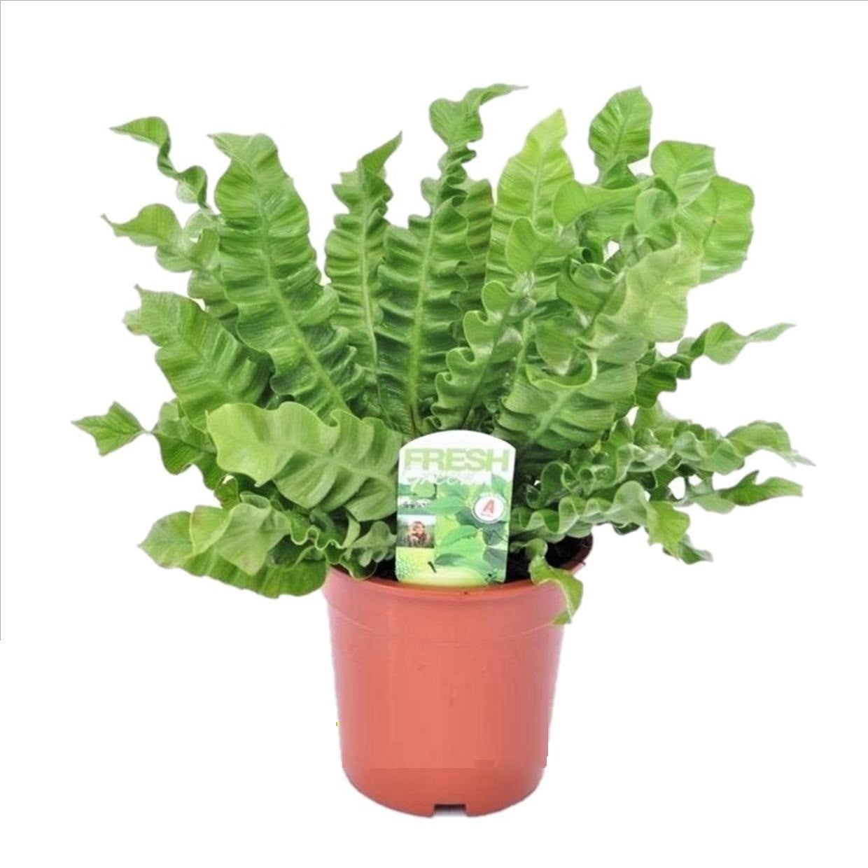 Fougère nid d'oiseau - Asplenium nidus 'Crispy Wave' - Hauteur 40-50cm - ⌀17cm - TD Plantz