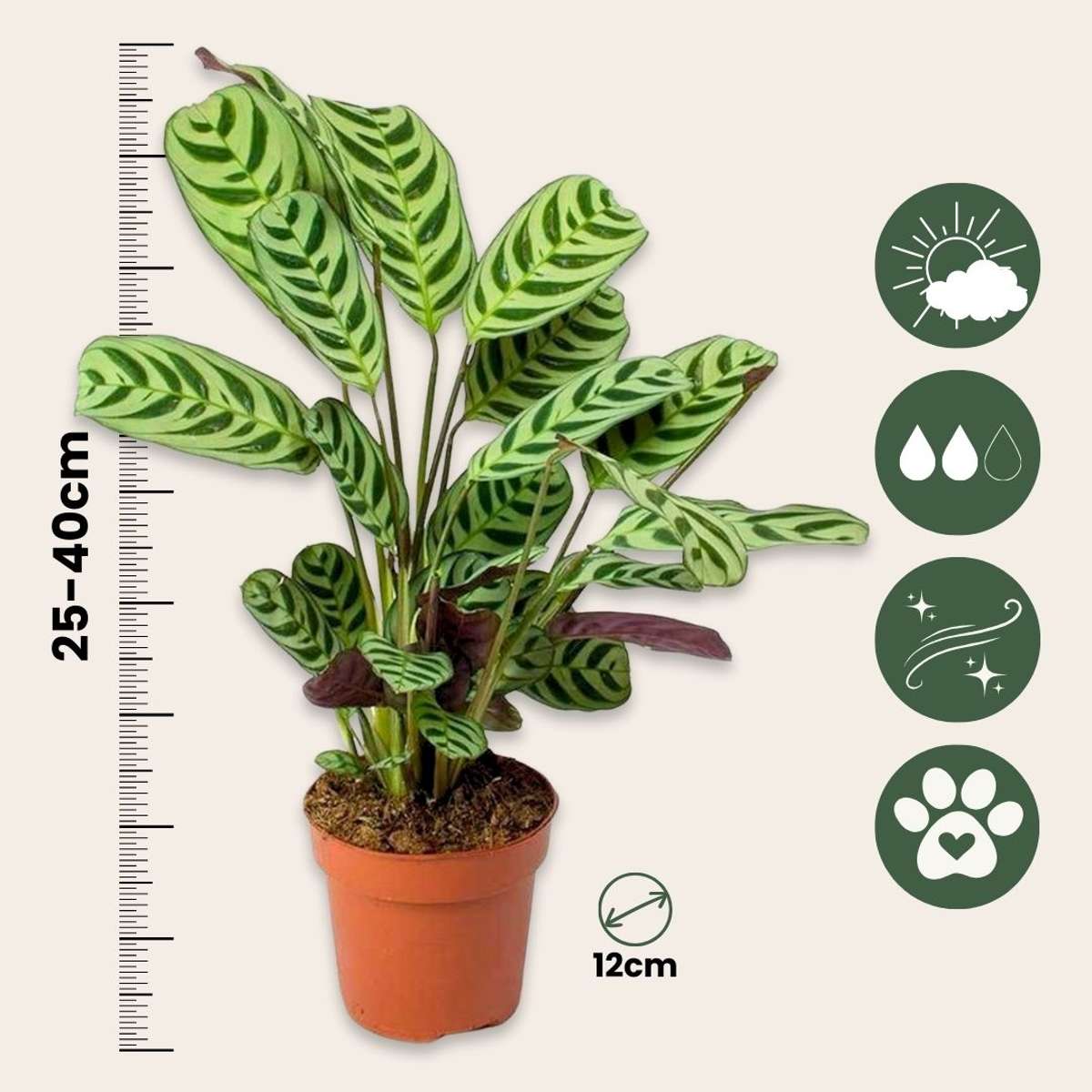 Plante Dormeuse - Ctenanthe 'burle-marxii' - Hauteur 25-40cm - ⌀12cm
