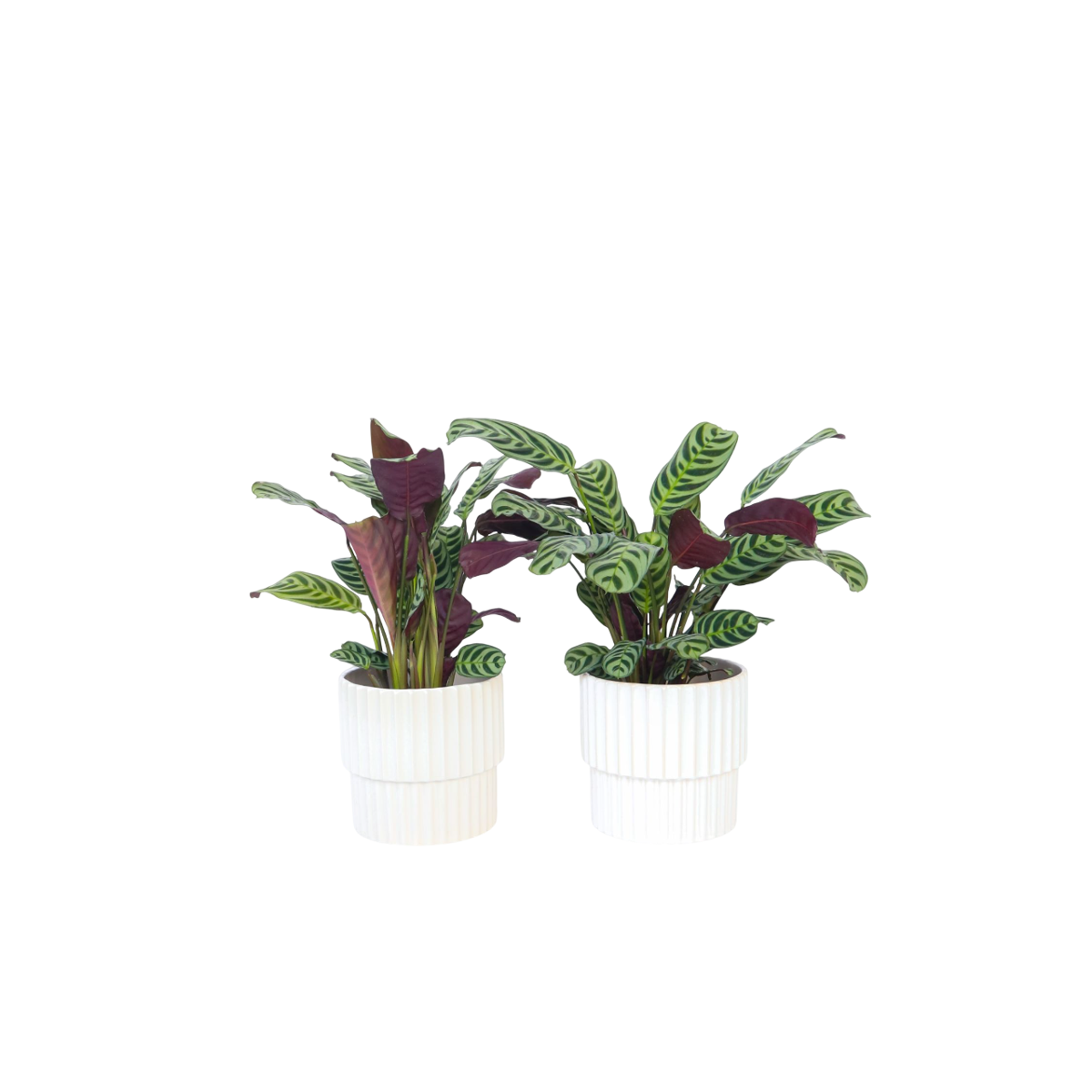 Plante Dormeuse - Set de 2 - Ctenanthe 'burle-marxii' - Hauteur 25-40cm - ⌀12cm