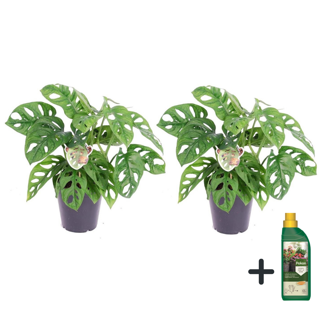 Plante à trous - Set de 2 - Monstera 'Monkey Mask' - Hauteur 25-30cm - ⌀12cm