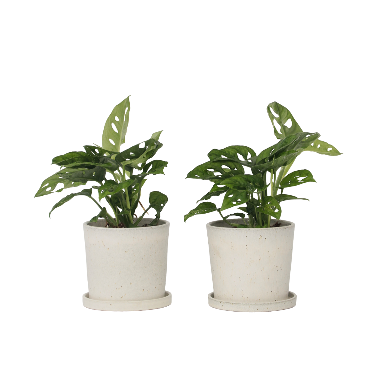 Plante à trous - Set de 2 - Monstera adansonii 'Monkey Mask' - H25-30cm - ⌀12cm
