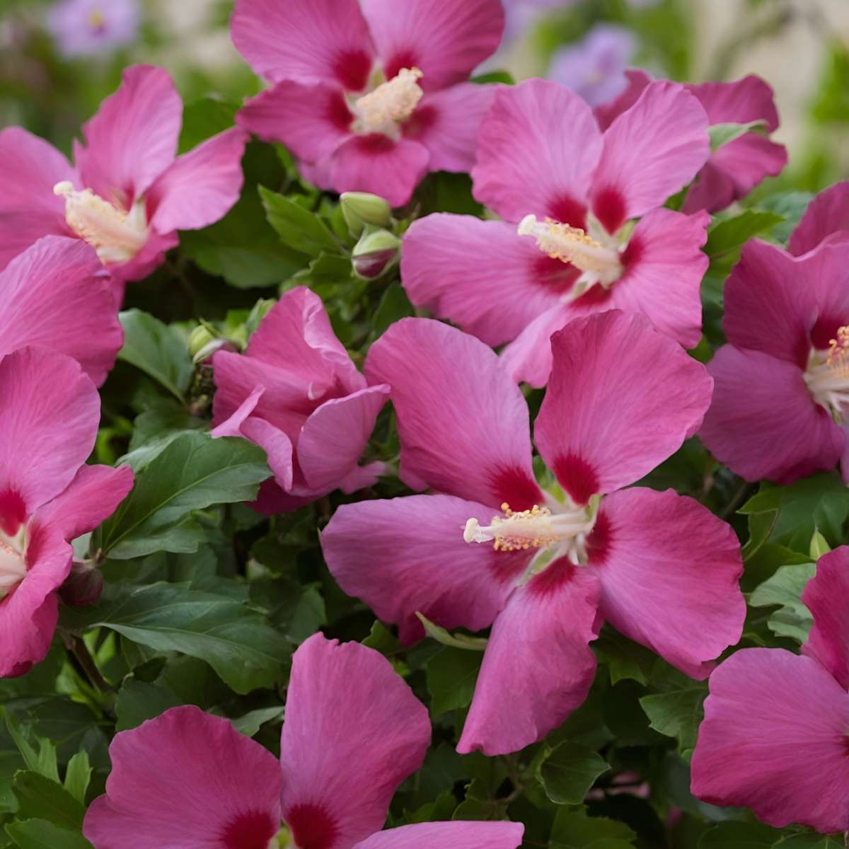 Hibiscus de Syrie - Set de 3 - Hibiscus syriacus - Hauteur 25-40cm - ⌀17cm