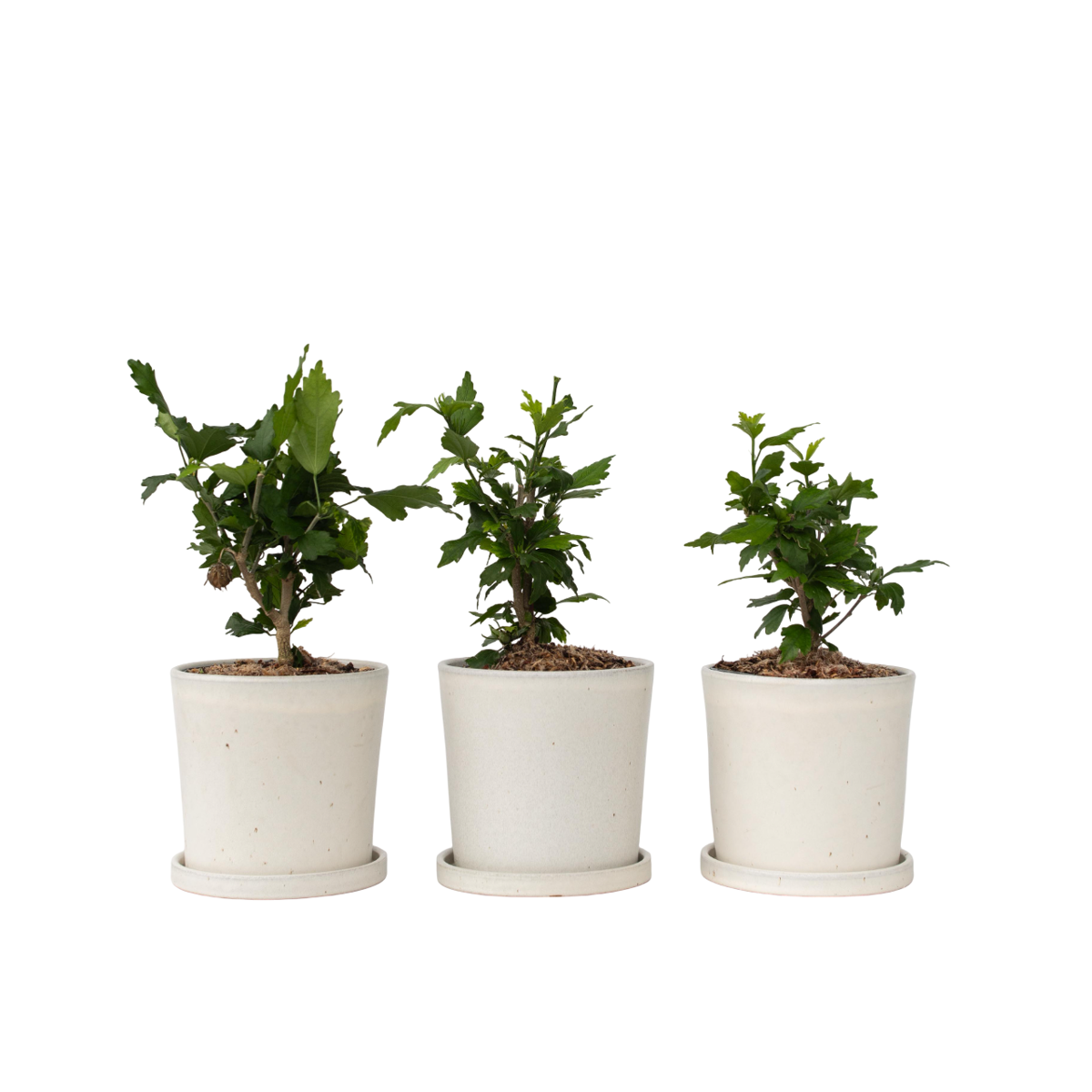Hibiscus de Syrie - Set de 3 - Hibiscus syriacus - Hauteur 25-40cm - ⌀17cm