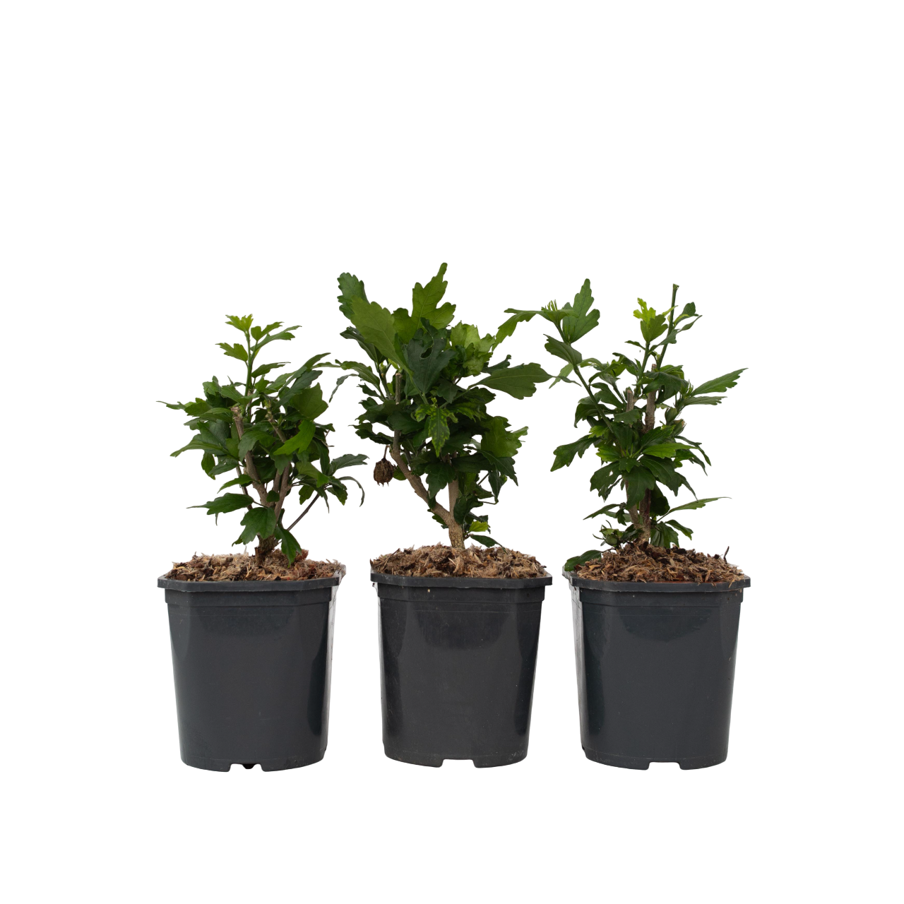 Hibiscus de Syrie - Set de 3 - Hibiscus syriacus - Hauteur 25-40cm - ⌀17cm